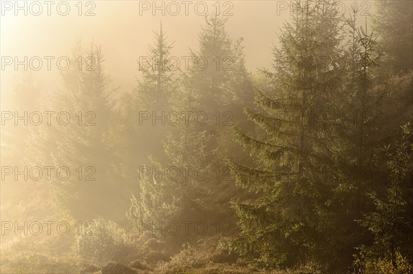 Ukraine, Zakarpattia region, Carpathians, Borzhava, Pryslip Pass, Coniferous forest in morning fog