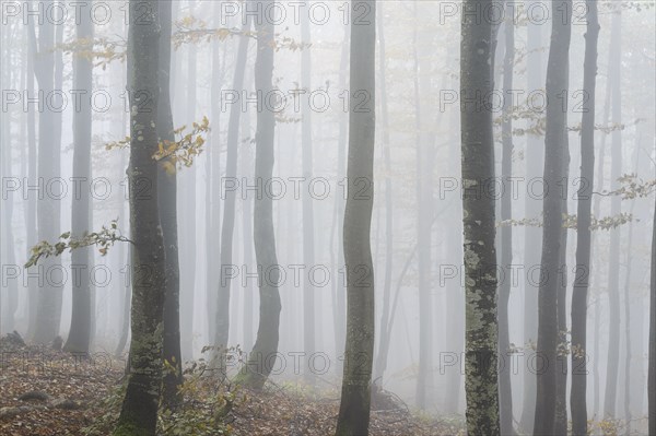 Ukraine, Zakarpattia region, Carpathians, Forest, Borzhava, Autumn forest in morning mist