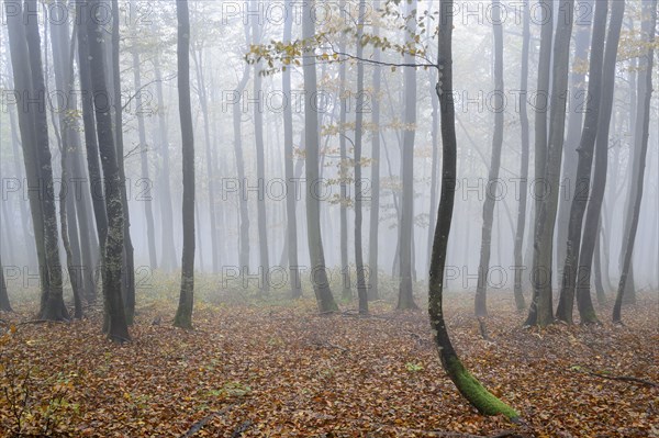 Ukraine, Zakarpattia region, Carpathians, Forest, Borzhava, Autumn forest in morning mist