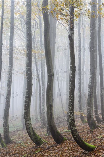 Ukraine, Zakarpattia region, Carpathians, Forest, Borzhava, Autumn forest in morning mist