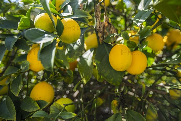 Ripe lemons on tree