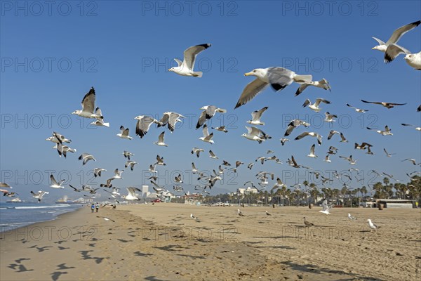 Flock of seagulls taking off from Santa Monica Beach