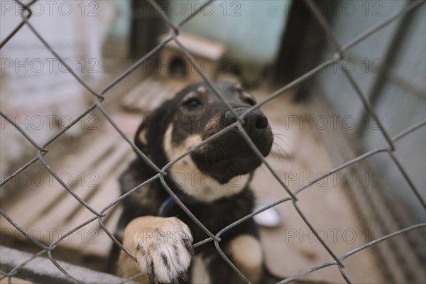 Portrait of dog behind fence in animal shelter