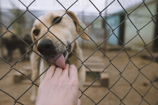 Dog licking human hand through fence in animal shelter