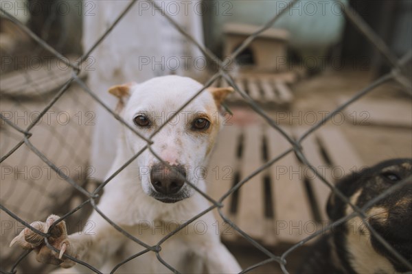 Portrait of dog behind fence in animal shelter