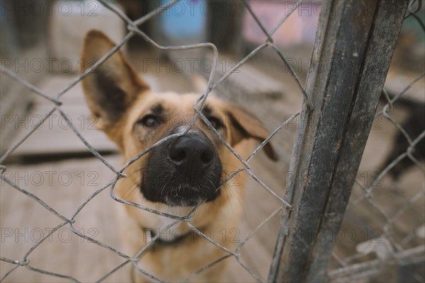 Portrait of dog behind fence in animal shelter