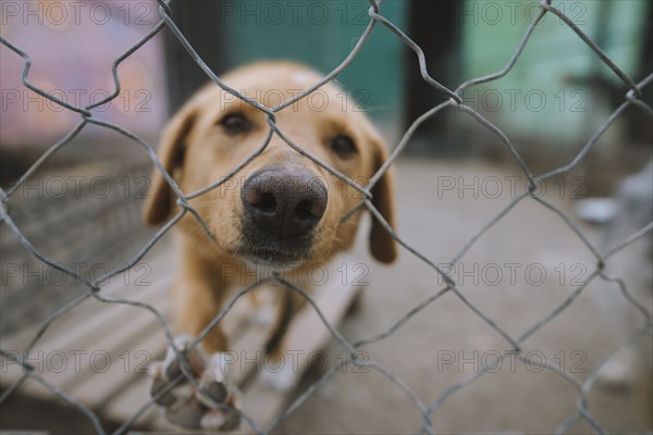 Portrait of sad dog behind fence in animal shelter