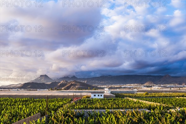 Spain, Canary Islands, Banana plantation with mountains in background