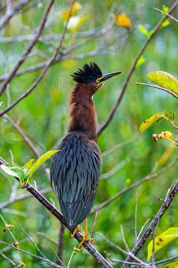 Green heron perching on branch