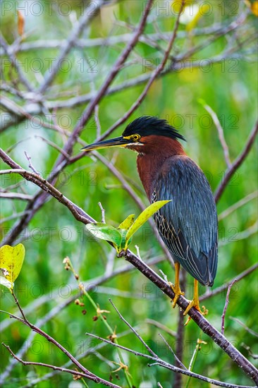 Green heron perching in tree