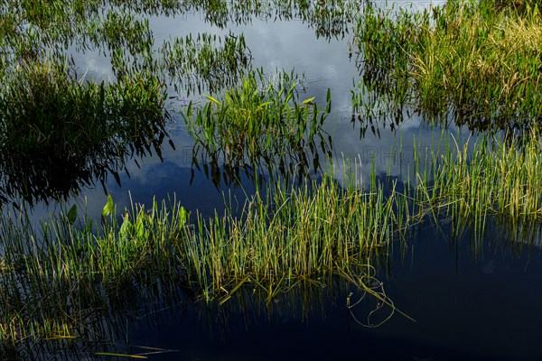 Grass in lake