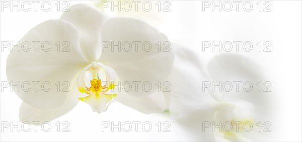 White orchids