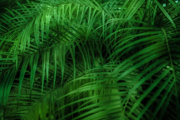 Green fronds