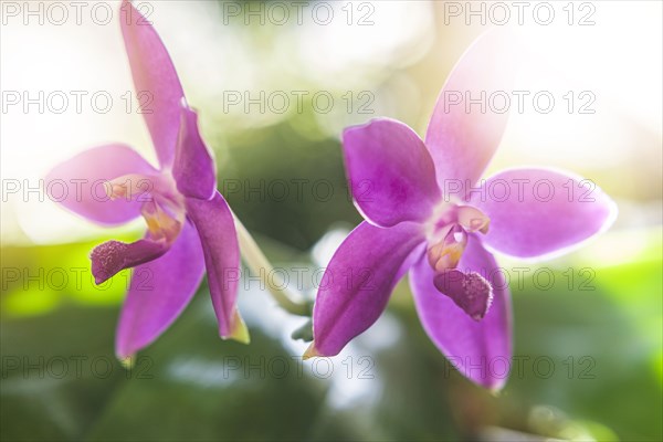 Purple orchids