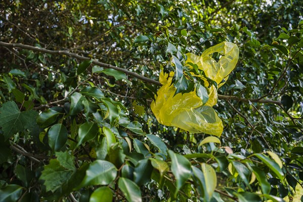 Yellow plastic bag in tree