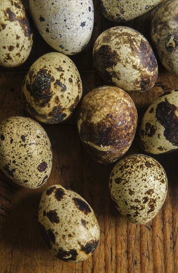 Bird eggs on wood