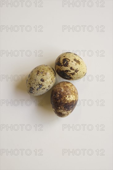 Bird eggs on white background