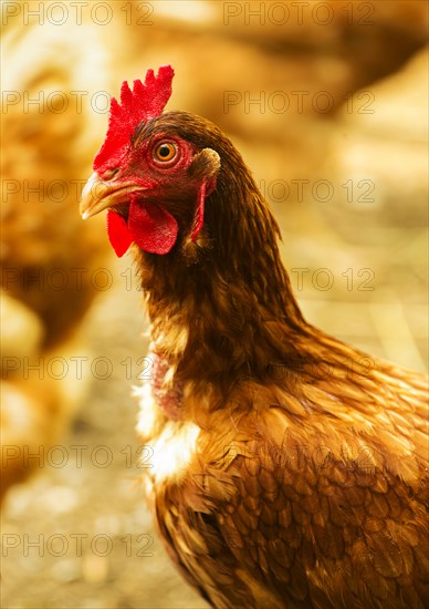 Brown rooster