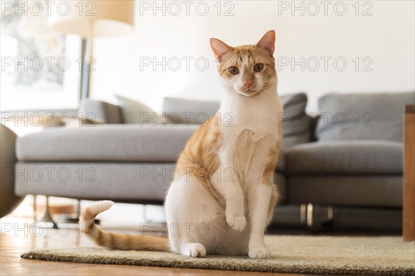 Cat with raised paw sitting on rug