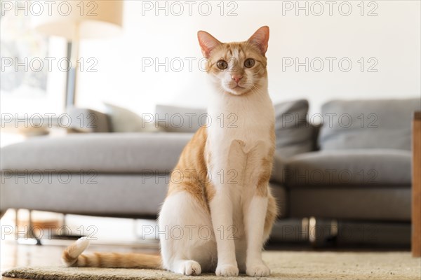 Cat sitting on rug by sofa