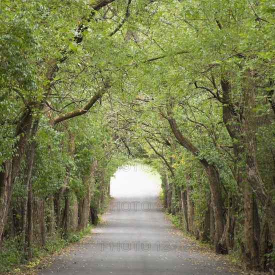 Road between trees