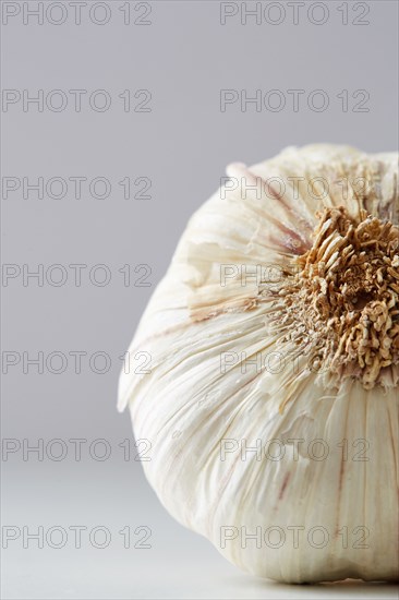 Garlic bulb