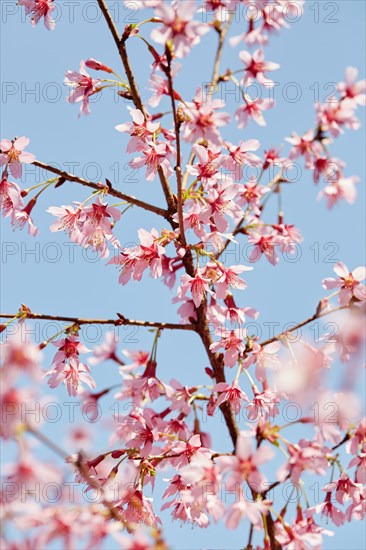 Cherry blossoms against sky