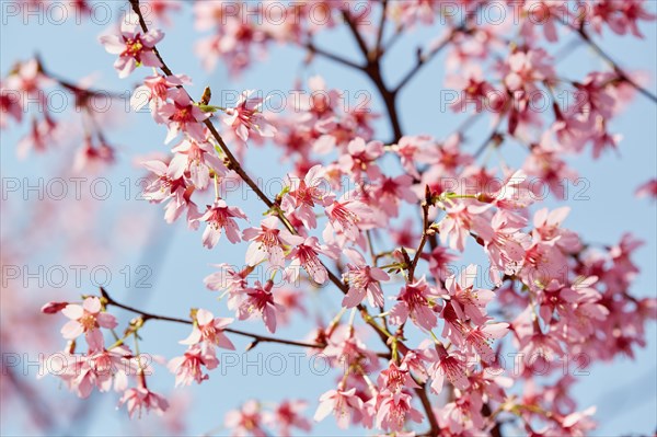 Cherry blossoms against sky