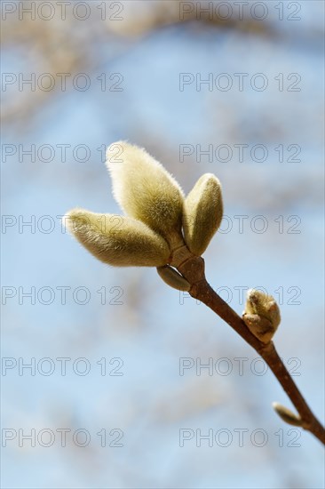 Magnolia bud against sky