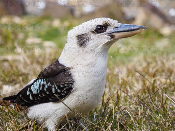 Laughing kookaburra on grass