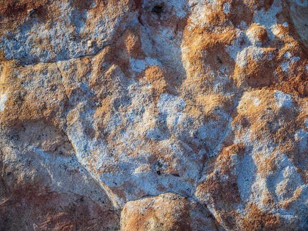 Lichen on rock