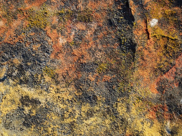 Lichen on rock