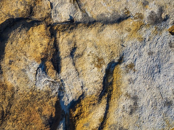 Lichen on rock