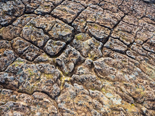 Lichen on rock