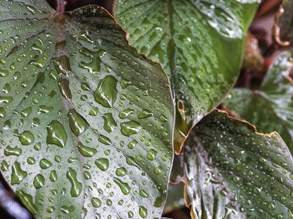 Dew droplets on leaves