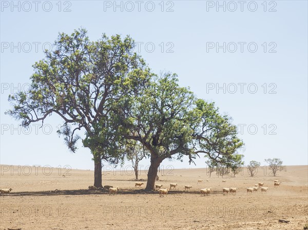 Sheep in dry field