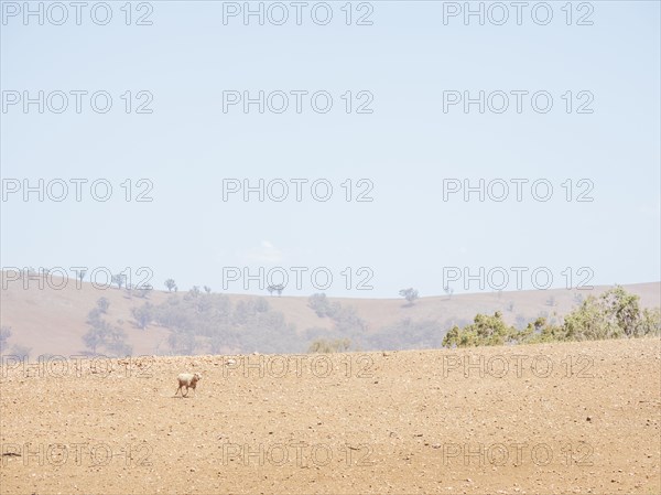 Sheep in dry field