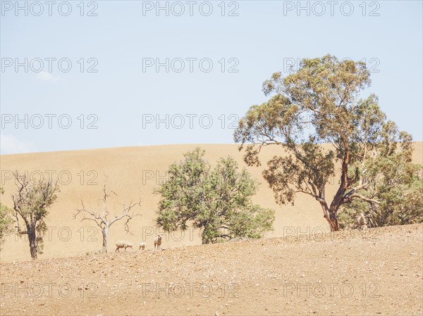 Sheep in dry field