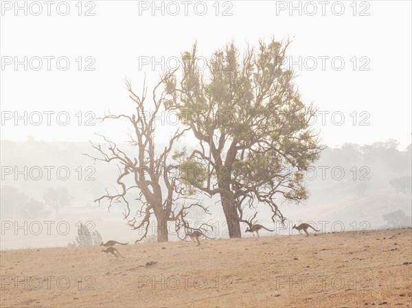 Kangaroos in dry field