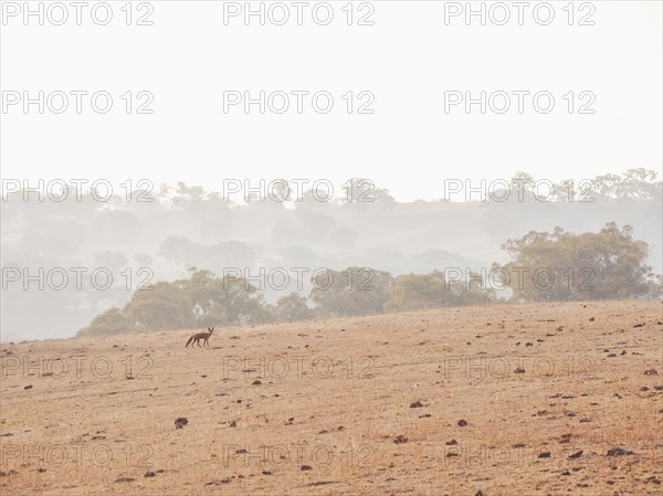 Fox in dry field