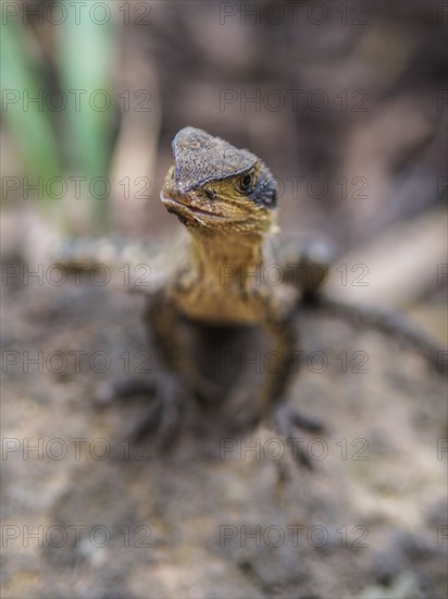 Australian water dragon on rock