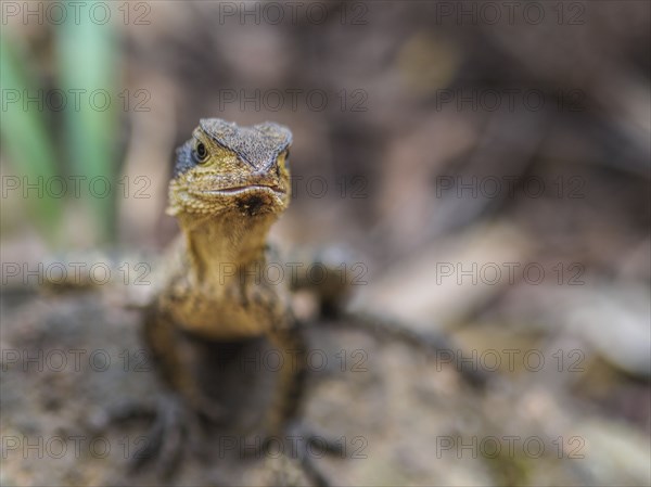 Australian water dragon on rock