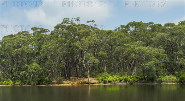 Wentworth Falls Lake at Blue Mountains National Park in New South Wales, Australia