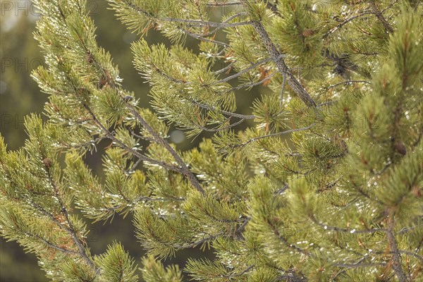 Branches on spruce tree