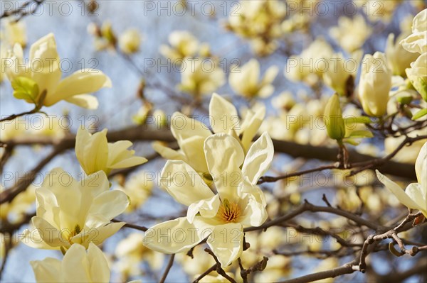 Magnolia tree in bloom