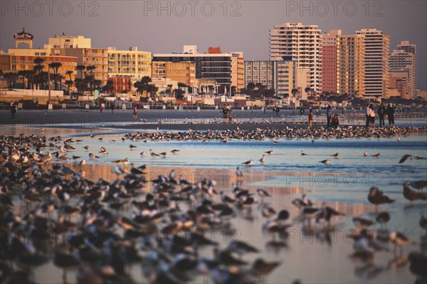 USA, Florida, Daytona Beach, Beach at sunrise