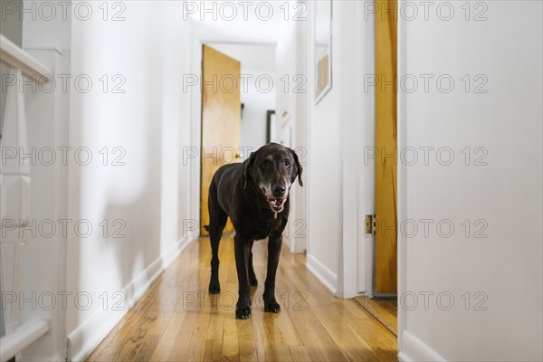 Dog standing in hallway