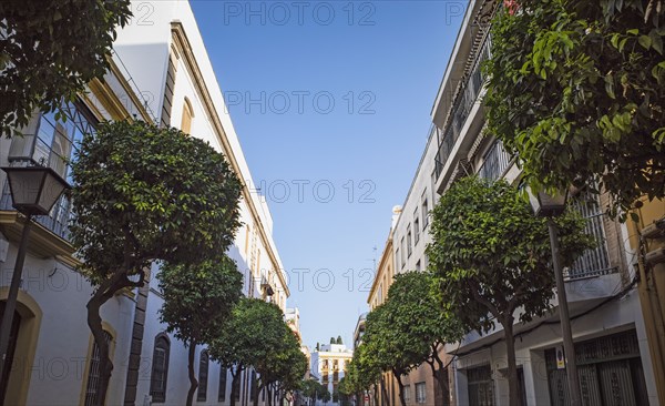 Spain, Andalusia, Saville, Tree lined street