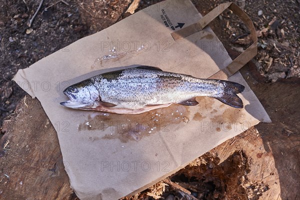 Freshly caught trout