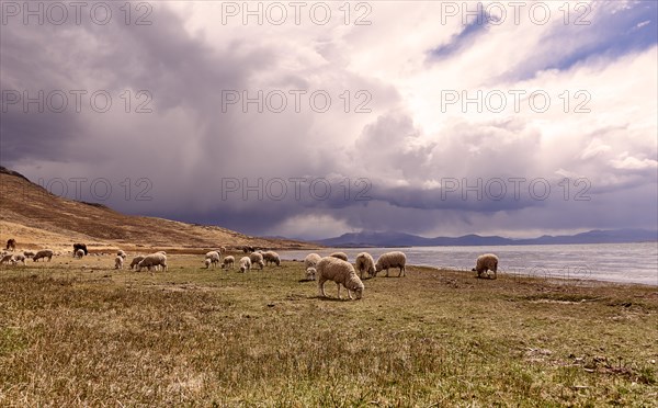 Peru, Sillustani, Sheep grazing in arid landscape